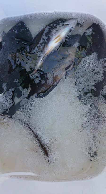 伊豆下田フィッシング 釣果