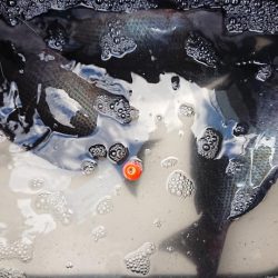 伊豆下田フィッシング 釣果