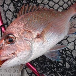 Fisherman Dreams DI 釣果