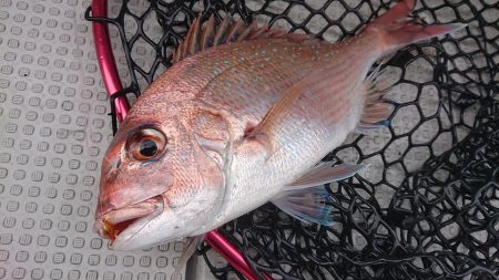 Fisherman Dreams DI 釣…