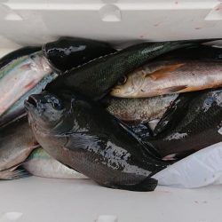 伊豆下田フィッシング 釣果