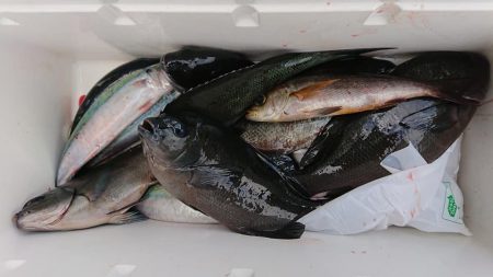 伊豆下田フィッシング 釣果