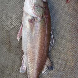 伊豆下田フィッシング 釣果