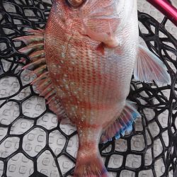 Fisherman Dreams DI 釣果