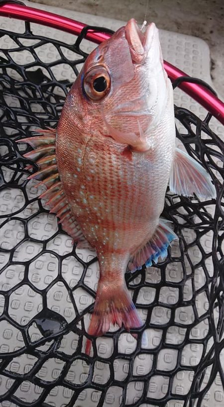 Fisherman Dreams DI 釣果