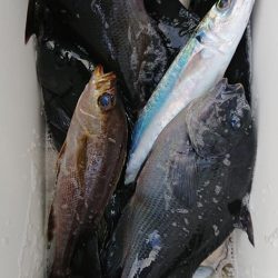 伊豆下田フィッシング 釣果