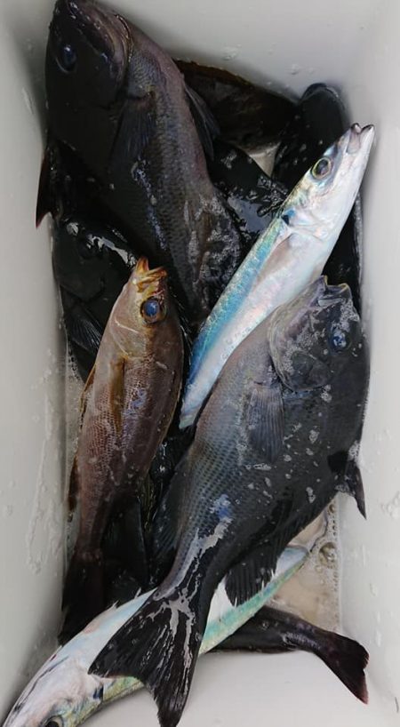 伊豆下田フィッシング 釣果