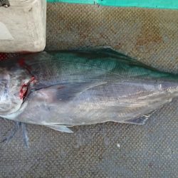 伊豆下田フィッシング 釣果