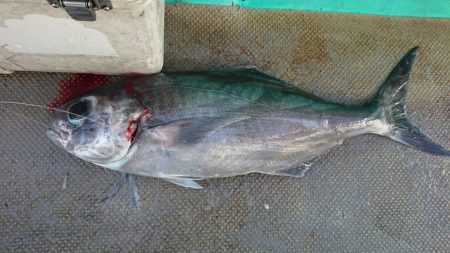 伊豆下田フィッシング 釣果