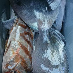 伊豆下田フィッシング 釣果