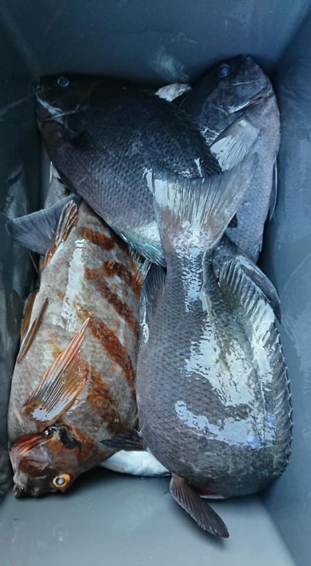 伊豆下田フィッシング 釣果