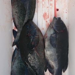 伊豆下田フィッシング 釣果