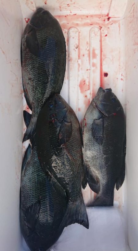 伊豆下田フィッシング 釣果