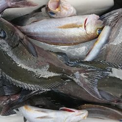 伊豆下田フィッシング 釣果