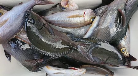 伊豆下田フィッシング 釣果