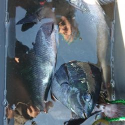 伊豆下田フィッシング 釣果