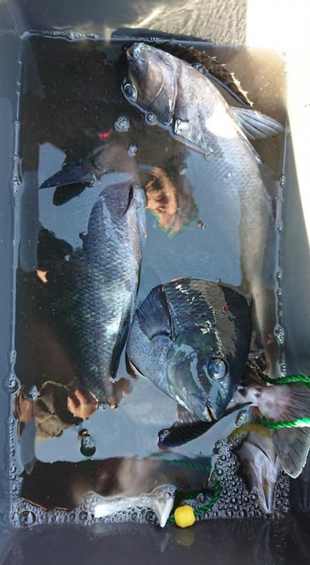 伊豆下田フィッシング 釣果