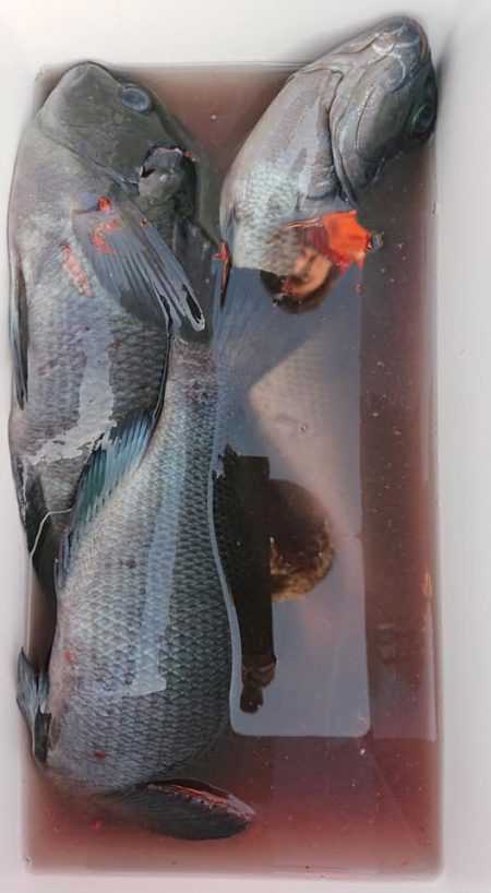 伊豆下田フィッシング 釣果