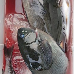 伊豆下田フィッシング 釣果