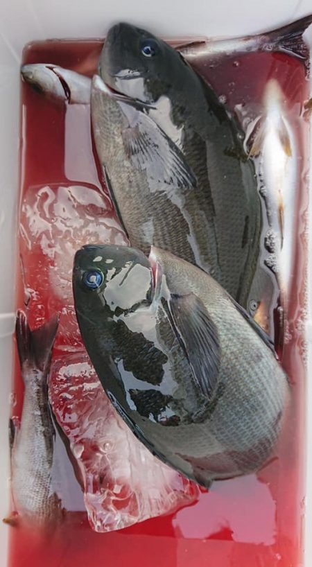 伊豆下田フィッシング 釣果