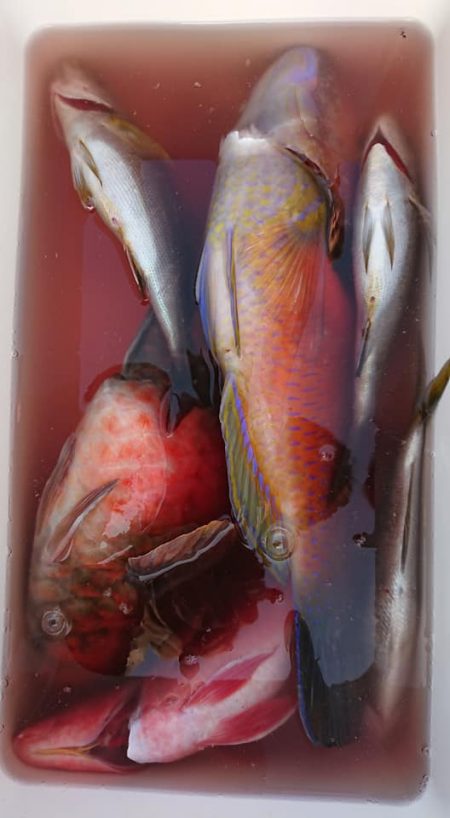 伊豆下田フィッシング 釣果