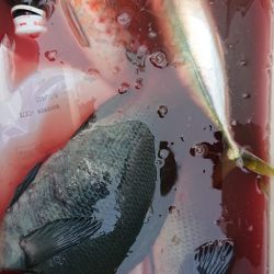 伊豆下田フィッシング 釣果