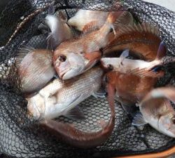 Fisherman Dreams DI 釣果