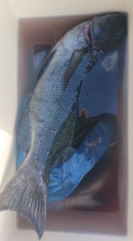 伊豆下田フィッシング 釣果