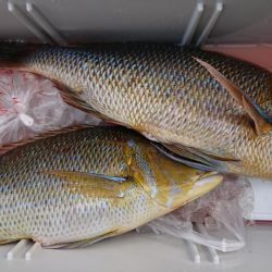 伊豆下田フィッシング 釣果