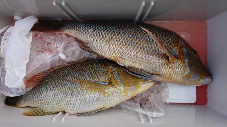 伊豆下田フィッシング 釣果