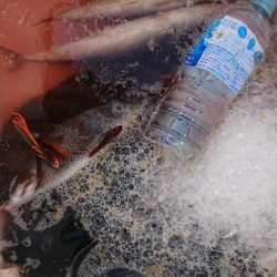 伊豆下田フィッシング 釣果