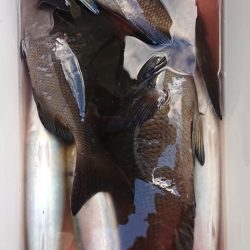 伊豆下田フィッシング 釣果