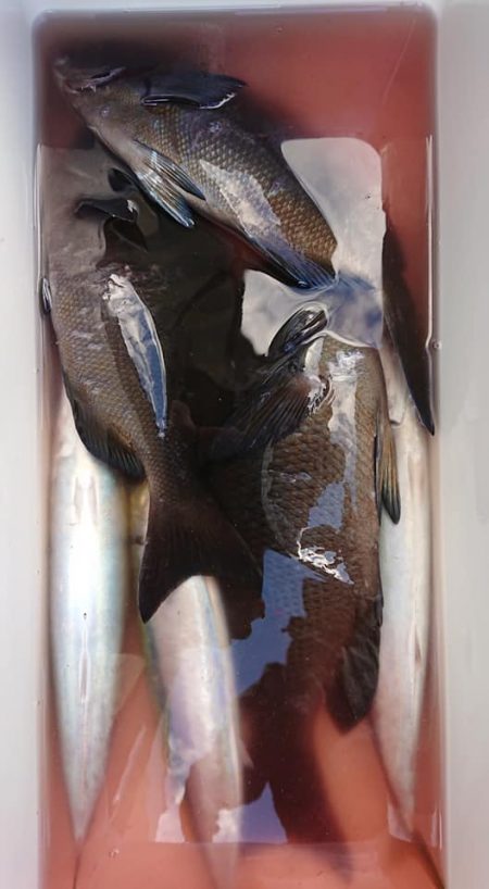 伊豆下田フィッシング 釣果