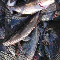 伊豆下田フィッシング 釣果