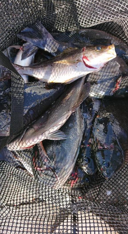 伊豆下田フィッシング 釣果