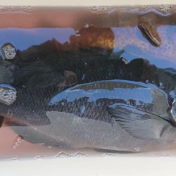 伊豆下田フィッシング 釣果