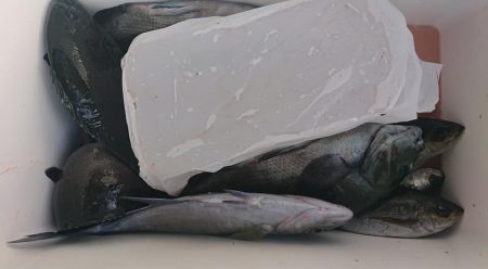 伊豆下田フィッシング 釣果