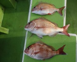 久里浜黒川本家 釣果