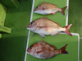 久里浜黒川本家 釣果