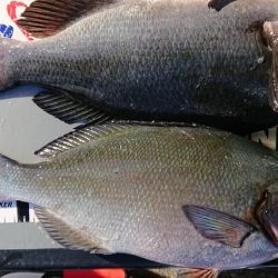 伊豆下田フィッシング 釣果