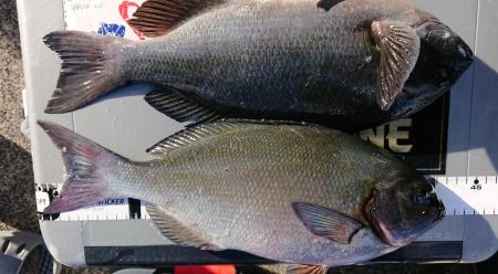 伊豆下田フィッシング 釣果