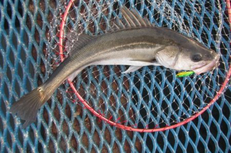 オリジナルメーカー海づり公園(市原市海づり施設) 釣果