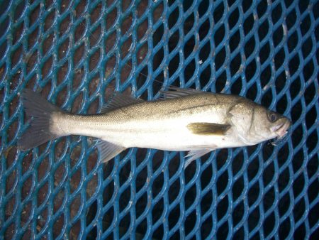 オリジナルメーカー海づり公園(市原市海づり…