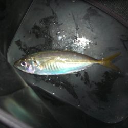 オリジナルメーカー海づり公園(市原市海づり施設) 釣果