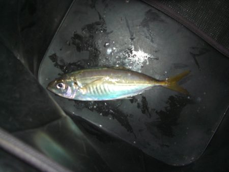 オリジナルメーカー海づり公園(市原市海づり施設) 釣果