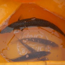 オリジナルメーカー海づり公園(市原市海づり施設) 釣果