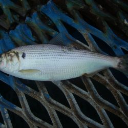オリジナルメーカー海づり公園(市原市海づり施設) 釣果