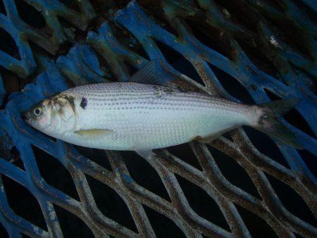 オリジナルメーカー海づり公園(市原市海づり施設) 釣果
