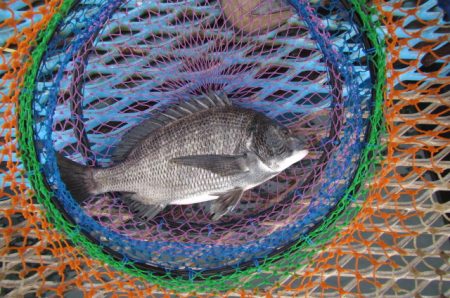 オリジナルメーカー海づり公園(市原市海づり施設) 釣果