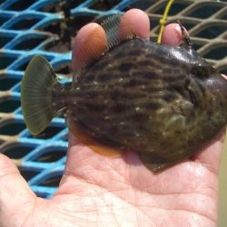 オリジナルメーカー海づり公園(市原市海づり施設) 釣果